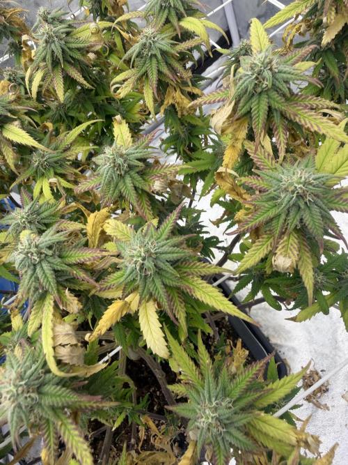 Chocolate rainbow XXL🌈🍫. Week 16