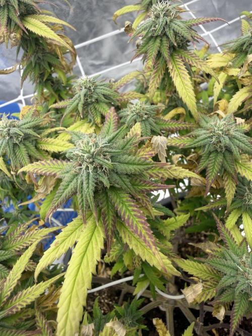 Chocolate rainbow XXL🌈🍫. Week 16