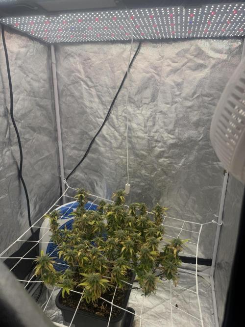 Chocolate rainbow XXL🌈🍫. Week 16