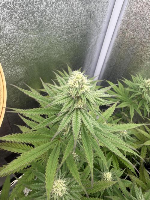 Amnesia Lemon  + Critical Widow. Week 8 - Day 66 (24 march)