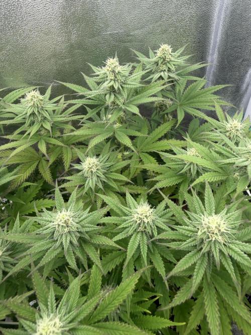 Amnesia Lemon  + Critical Widow. Week 8