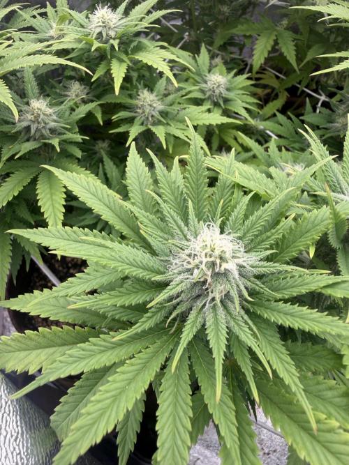 Amnesia Lemon  + Critical Widow. Week 8