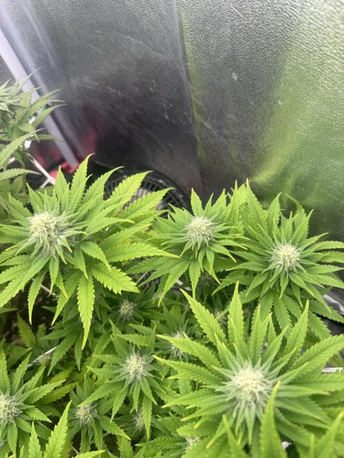 Amnesia Lemon  + Critical Widow. Week 8