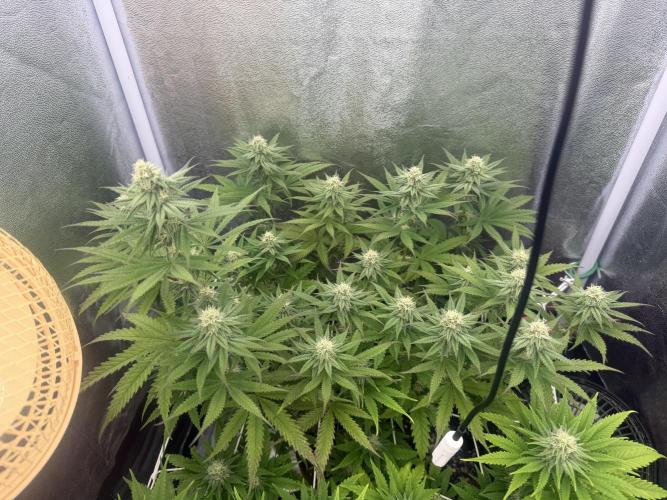 Amnesia Lemon  + Critical Widow. Week 8