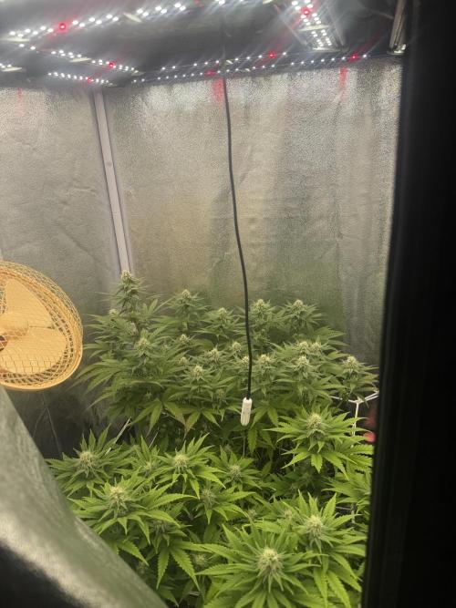 Amnesia Lemon  + Critical Widow. Week 8