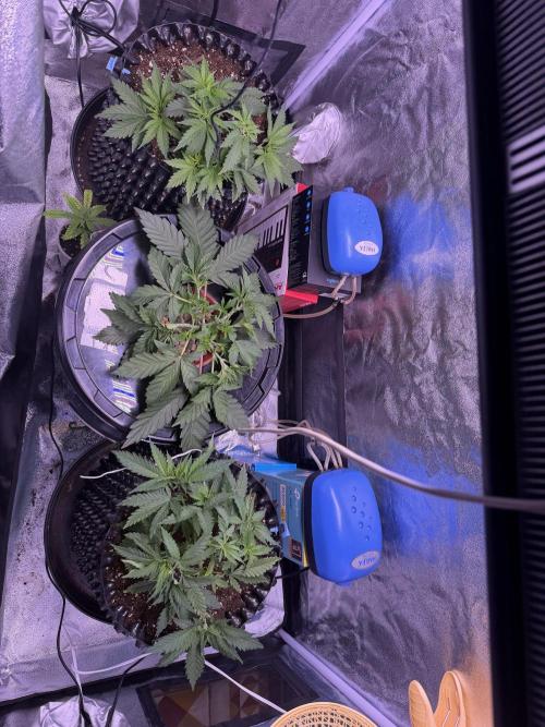 Mix  SL DWC 34 l /  GMOC Soil 12l 🌊vs??. Week 3 - Day 19 (24 march)