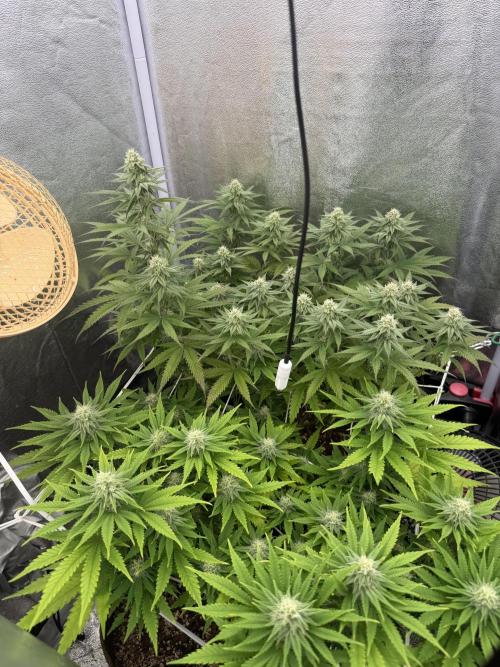 Amnesia Lemon  + Critical Widow. Week 8 - Day 67 (25 march)