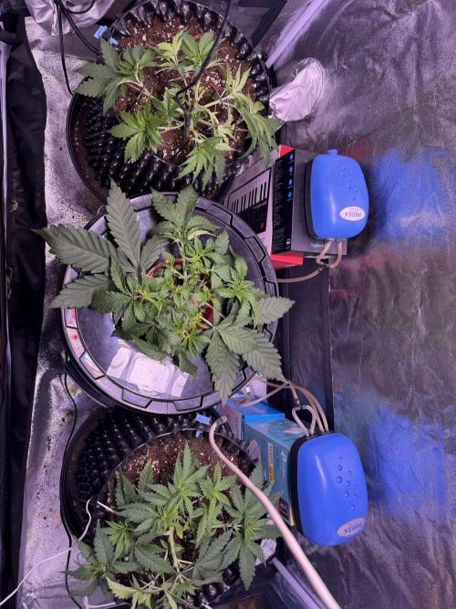 Mix  SL DWC 34 l /  GMOC Soil 12l 🌊vs??. Week 3 - Day 20 (25 march)
