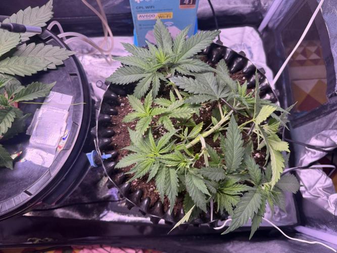 Mix  SL DWC 34 l /  GMOC Soil 12l 🌊vs??. Week 3
