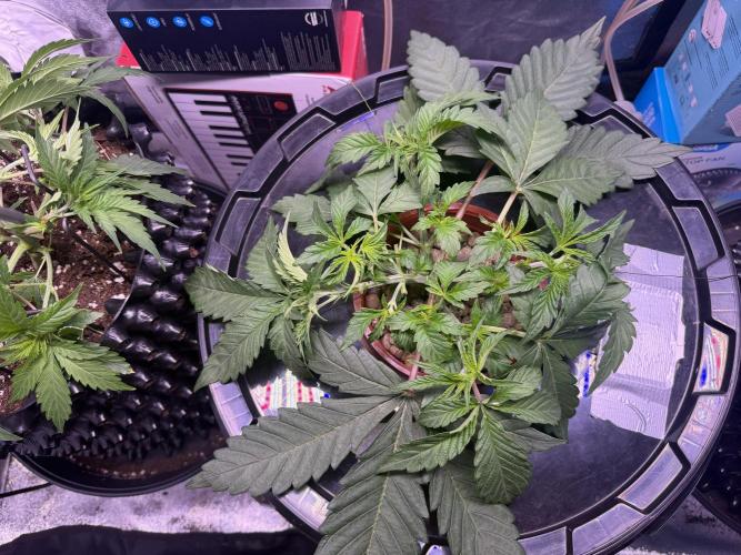 Mix  SL DWC 34 l /  GMOC Soil 12l 🌊vs??. Week 3