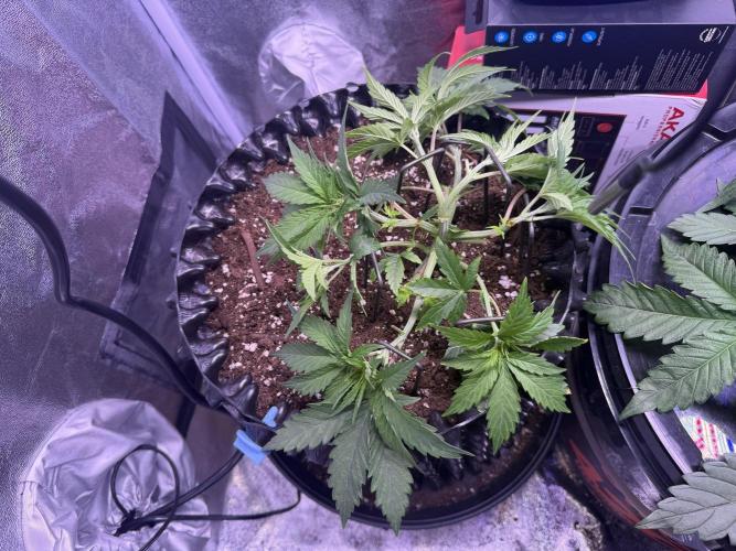 Mix  SL DWC 34 l /  GMOC Soil 12l 🌊vs??. Week 3