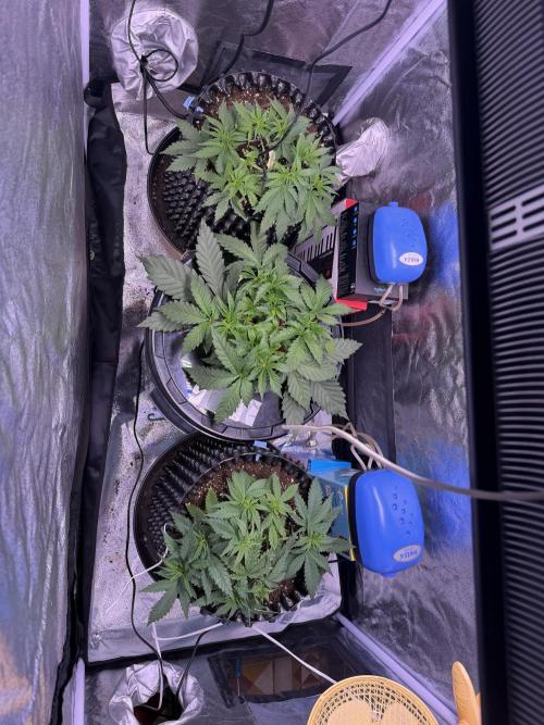 Mix  SL DWC 34 l /  GMOC Soil 12l 🌊vs??. Week 3 - Day 21 (26 march)