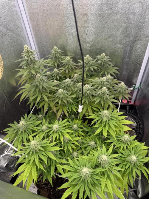 Amnesia Lemon  + Critical Widow. Week 8 - Day 69 (27 march)