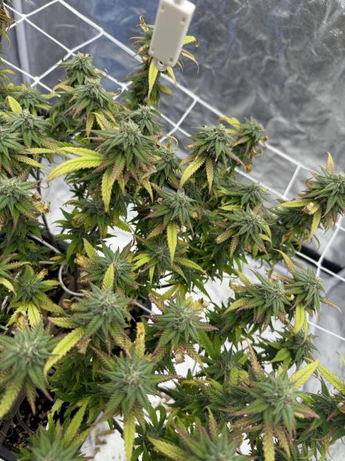 Chocolate rainbow XXL🌈🍫. Week 17