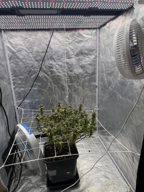 Chocolate rainbow XXL🌈🍫. Week 17