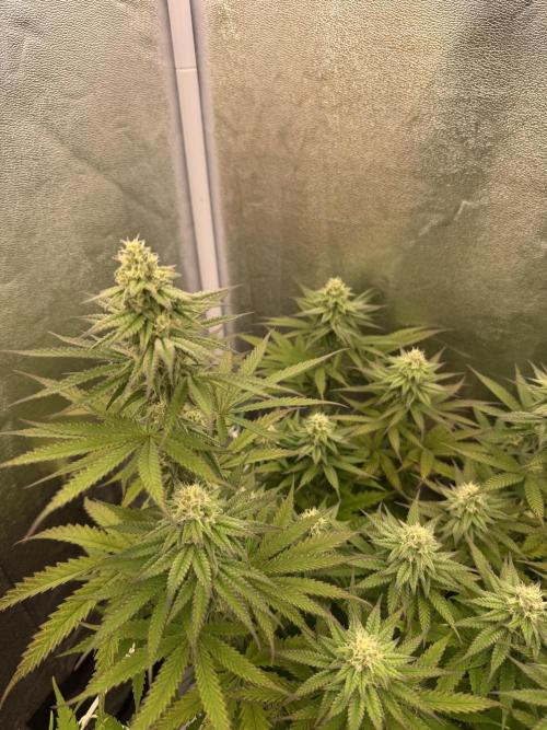 Amnesia Lemon  + Critical Widow. Week 9 - Day 70 (28 march)