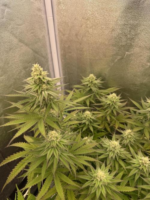 Amnesia Lemon  + Critical Widow. Week 9