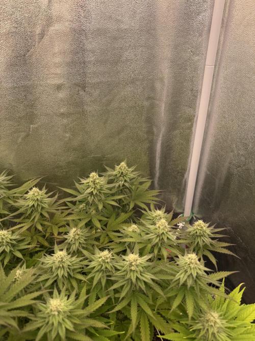 Amnesia Lemon  + Critical Widow. Week 9