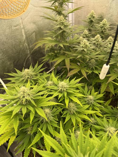 Amnesia Lemon  + Critical Widow. Week 9