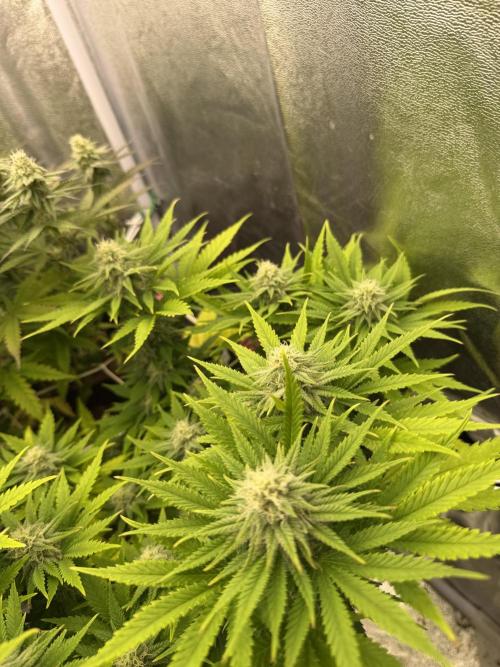 Amnesia Lemon  + Critical Widow. Week 9