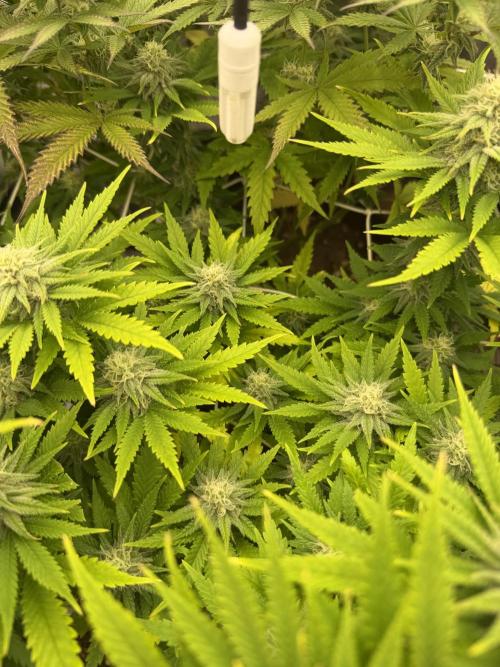 Amnesia Lemon  + Critical Widow. Week 9