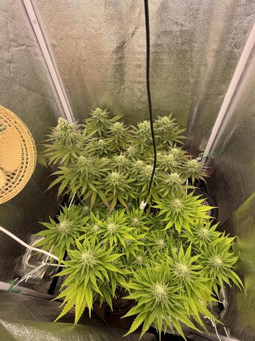 Amnesia Lemon  + Critical Widow. Week 9