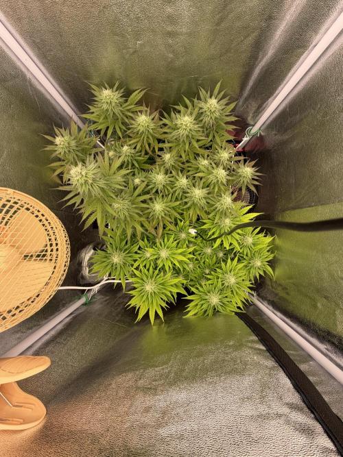 Amnesia Lemon  + Critical Widow. Week 9