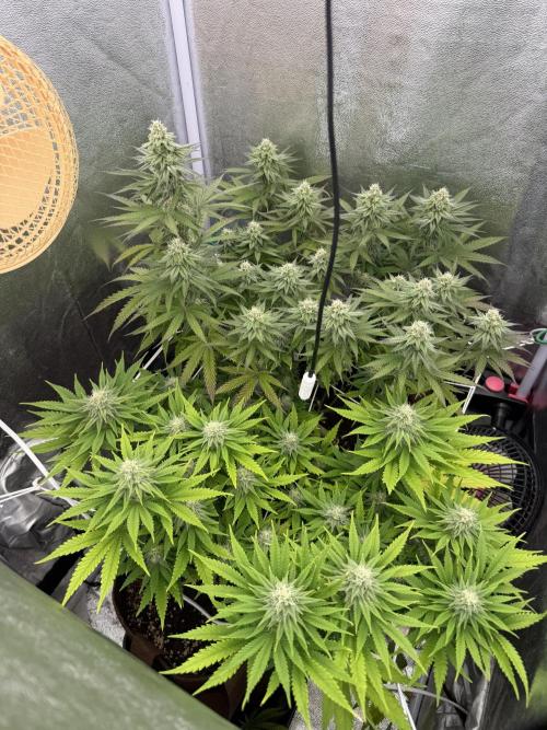 Amnesia Lemon  + Critical Widow. Week 9