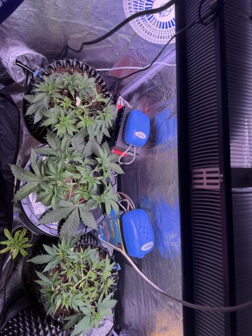 Mix  SL DWC 34 l /  GMOC Soil 12l 🌊vs??. Week 3 - Day 22 (27 march)