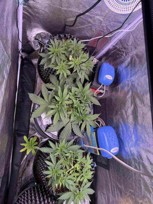 Mix  SL DWC 34 l /  GMOC Soil 12l 🌊vs??. Week 3