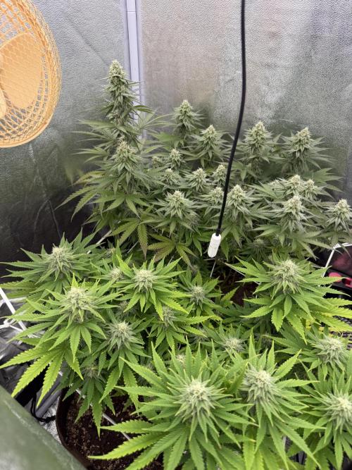 Amnesia Lemon  + Critical Widow. Week 9 - Day 71 (29 march)