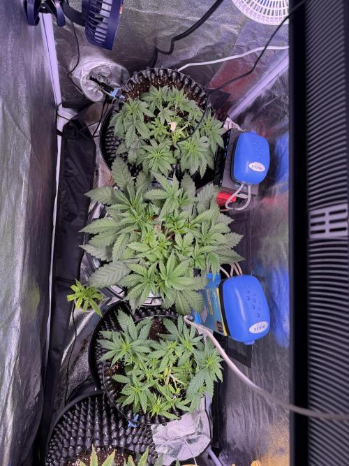 Mix  SL DWC 34 l /  GMOC Soil 12l 🌊vs??. Week 3 - Day 24 (29 march )