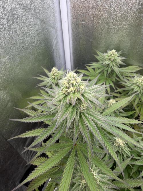 Amnesia Lemon  + Critical Widow. Week 9 - Day 72 (30 march)