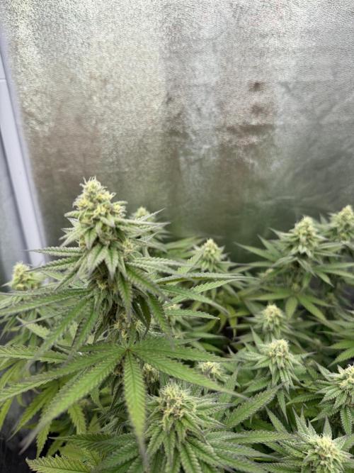 Amnesia Lemon  + Critical Widow. Week 9