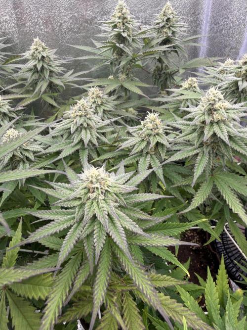 Amnesia Lemon  + Critical Widow. Week 9