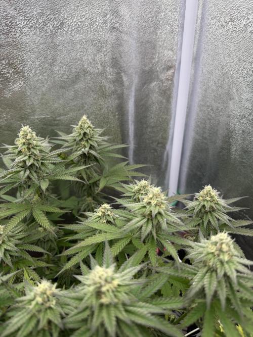 Amnesia Lemon  + Critical Widow. Week 9