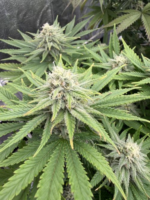 Amnesia Lemon  + Critical Widow. Week 9