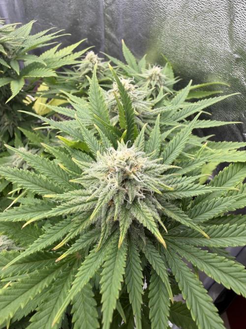 Amnesia Lemon  + Critical Widow. Week 9