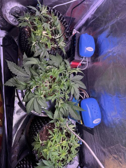 Mix  SL DWC 34 l /  GMOC Soil 12l 🌊vs??. Week 4 - Day 25 (30 march) 