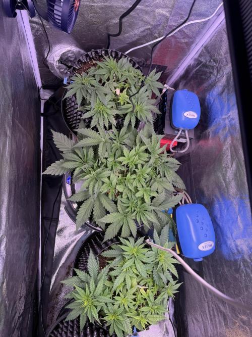Mix  SL DWC 34 l /  GMOC Soil 12l 🌊vs??. Week 4