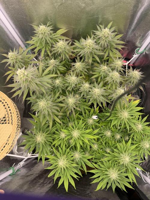 Amnesia Lemon  + Critical Widow. Week 9