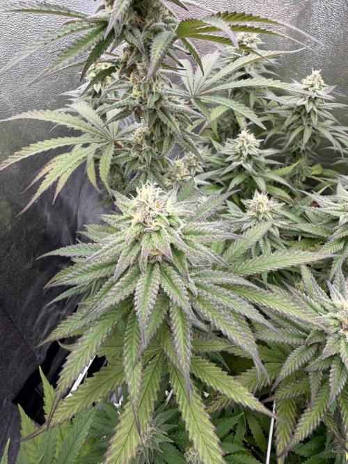 Amnesia Lemon  + Critical Widow. Week 9 - Day 74 ( 01 April)
