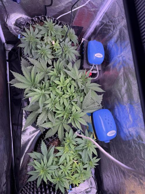 Mix  SL DWC 34 l /  GMOC Soil 12l 🌊vs??. Week 4 - Day 28 (02 April )