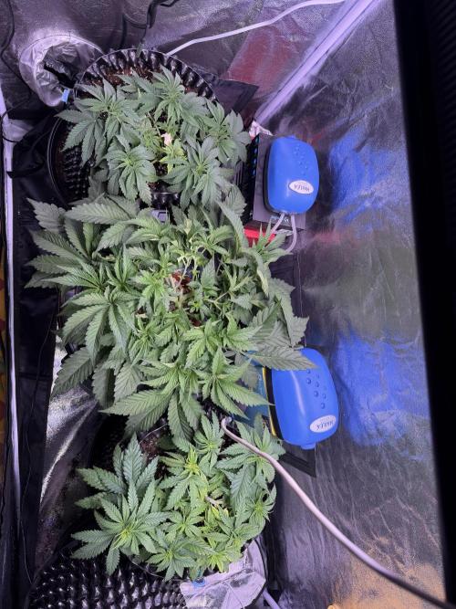 Mix  SL DWC 34 l /  GMOC Soil 12l 🌊vs??. Week 4