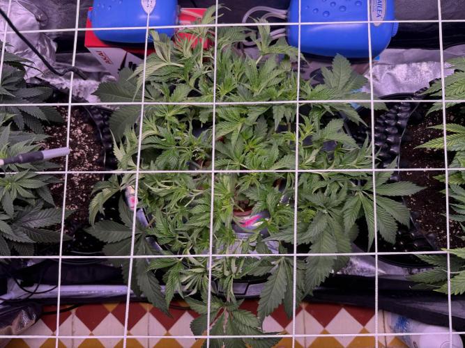 Mix  SL DWC 34 l /  GMOC Soil 12l 🌊vs??. Week 4