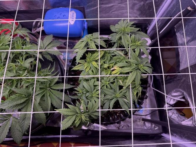 Mix  SL DWC 34 l /  GMOC Soil 12l 🌊vs??. Week 4