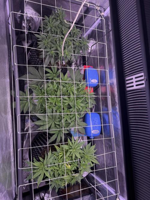 Mix  SL DWC 34 l /  GMOC Soil 12l 🌊vs??. Week 4
