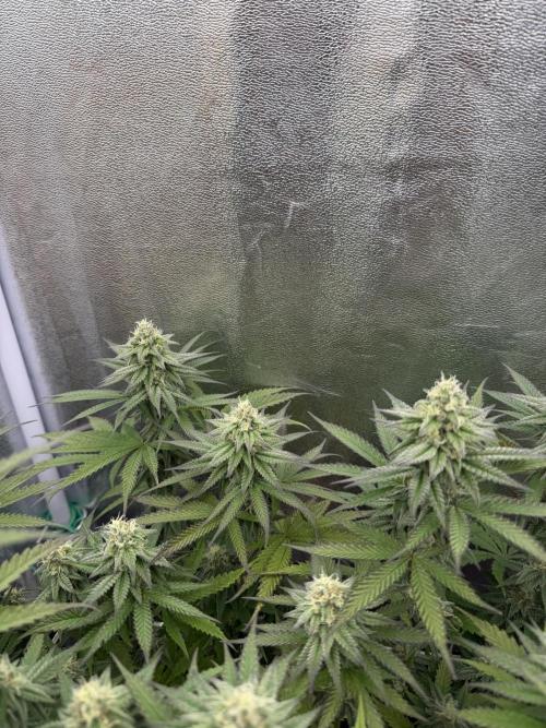 Amnesia Lemon  + Critical Widow. Week 9
