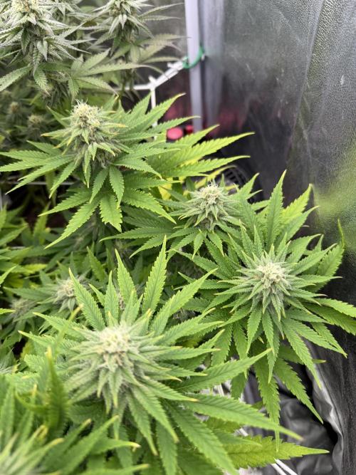 Amnesia Lemon  + Critical Widow. Week 9