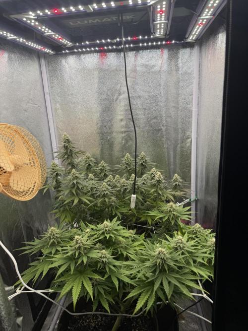 Amnesia Lemon  + Critical Widow. Week 9